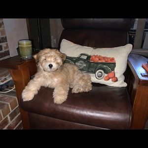 Mini Doodle. Not for sale, but wanted to share!